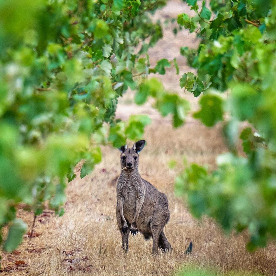 Triple Creek Guest House - Barossa Region Seppeltsfield Extérieur photo